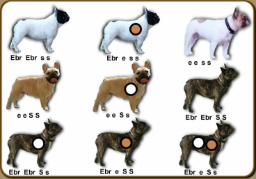 French Bulldog Genetics